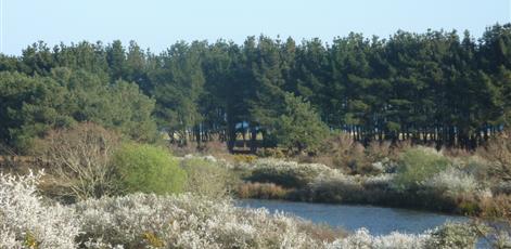 der Polder im Frühjahr - Camping Kost Ar Moor - Fouesnant