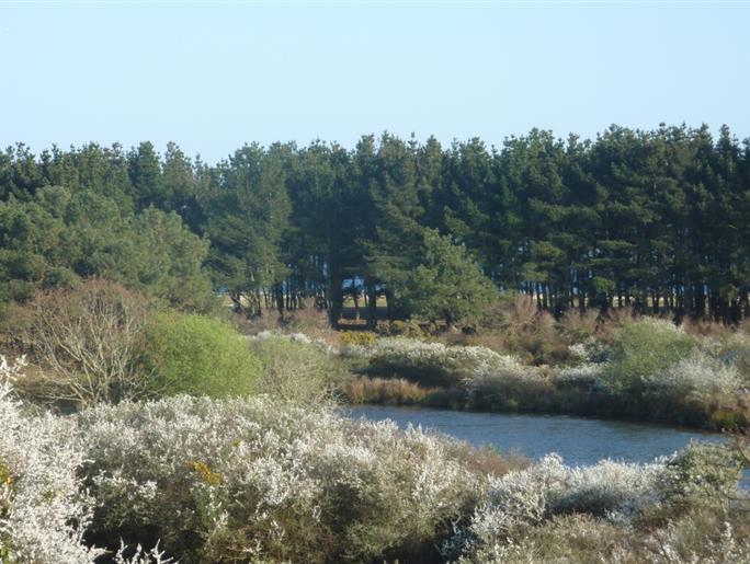  der Polder im Frühjahr