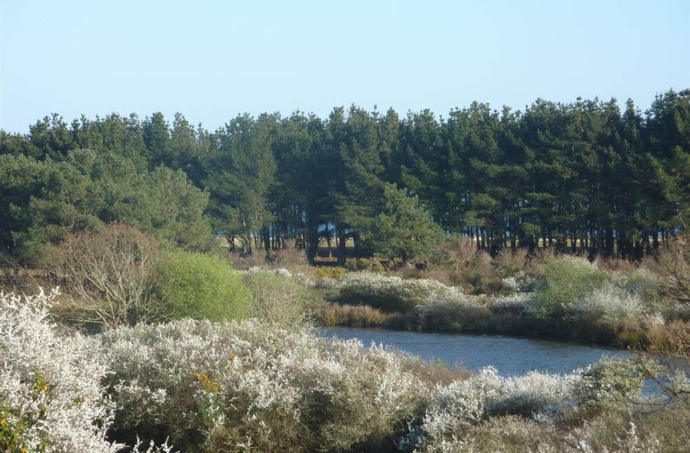  der Polder im Frühjahr