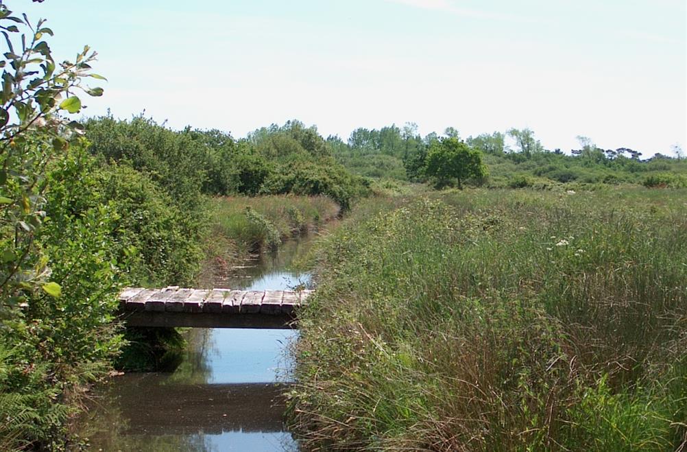 Naturschutzgebiet am Rande des Campingplatzes Kost-ar-Moor