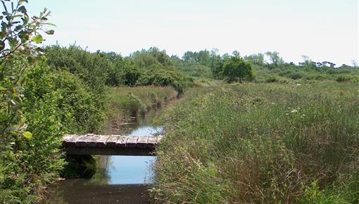 Naturschutzgebiet am Rande des Campingplatzes Kost-ar-Moor - Camping Kost Ar Moor - Fouesnant
