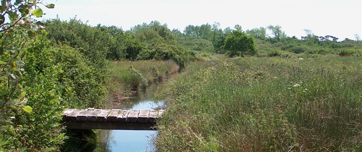 Naturschutzgebiet am Rande des Campingplatzes Kost-ar-Moor