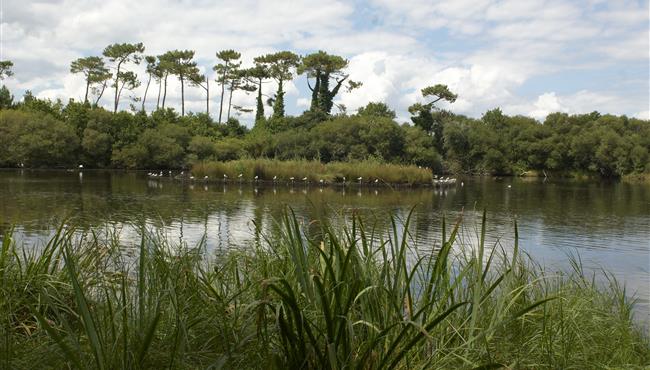 Naturschutzgebiet am Rande des Campingplatzes Kost-ar-Moor