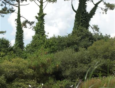  die möwen ruhen im mousterlin-polder hinter dem campingplatz kost-ar-moor